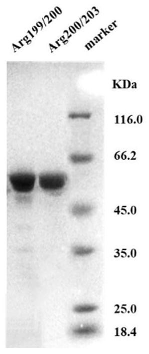 Arginine fluorescent probe and preparation method and application thereof