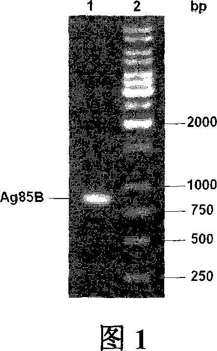Carrier bacterin of attenuated typhoid bacterium of carrying tubercle branch bacillus Ag85B