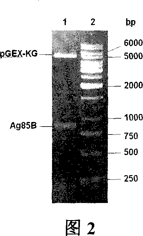 Carrier bacterin of attenuated typhoid bacterium of carrying tubercle branch bacillus Ag85B