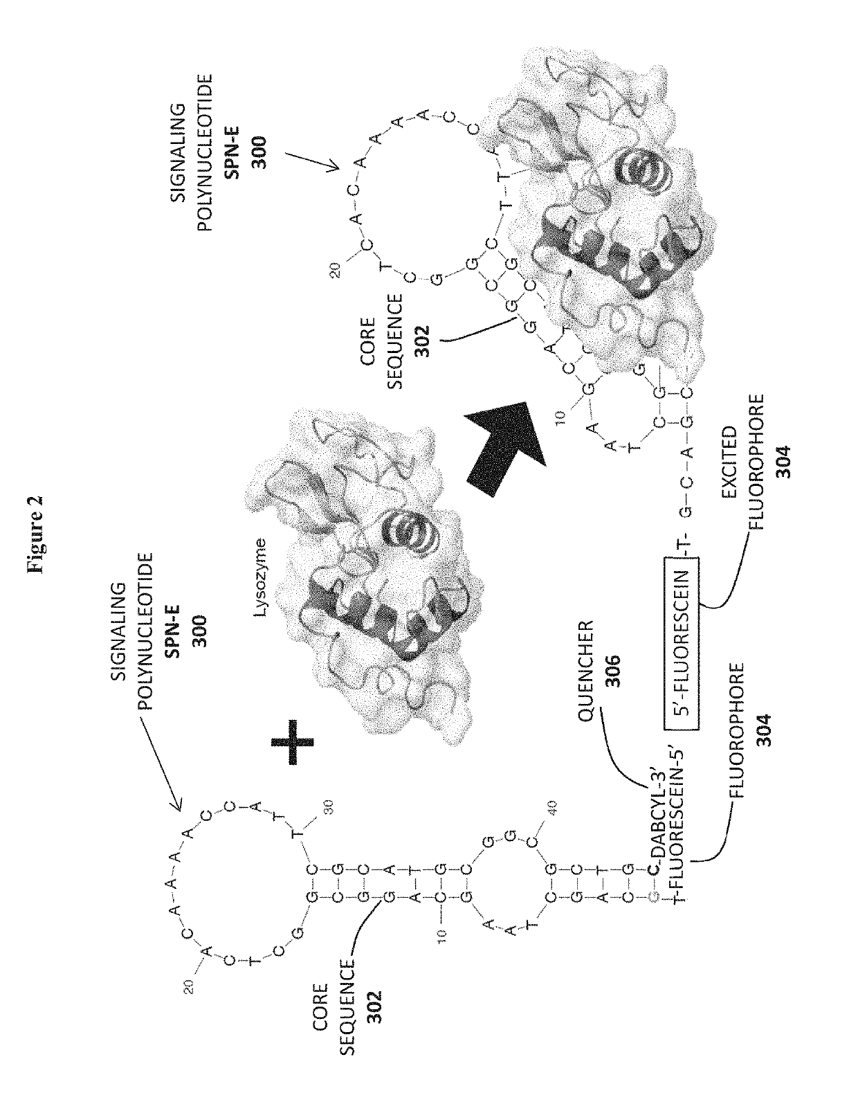 Compositions and methods for allergen detection