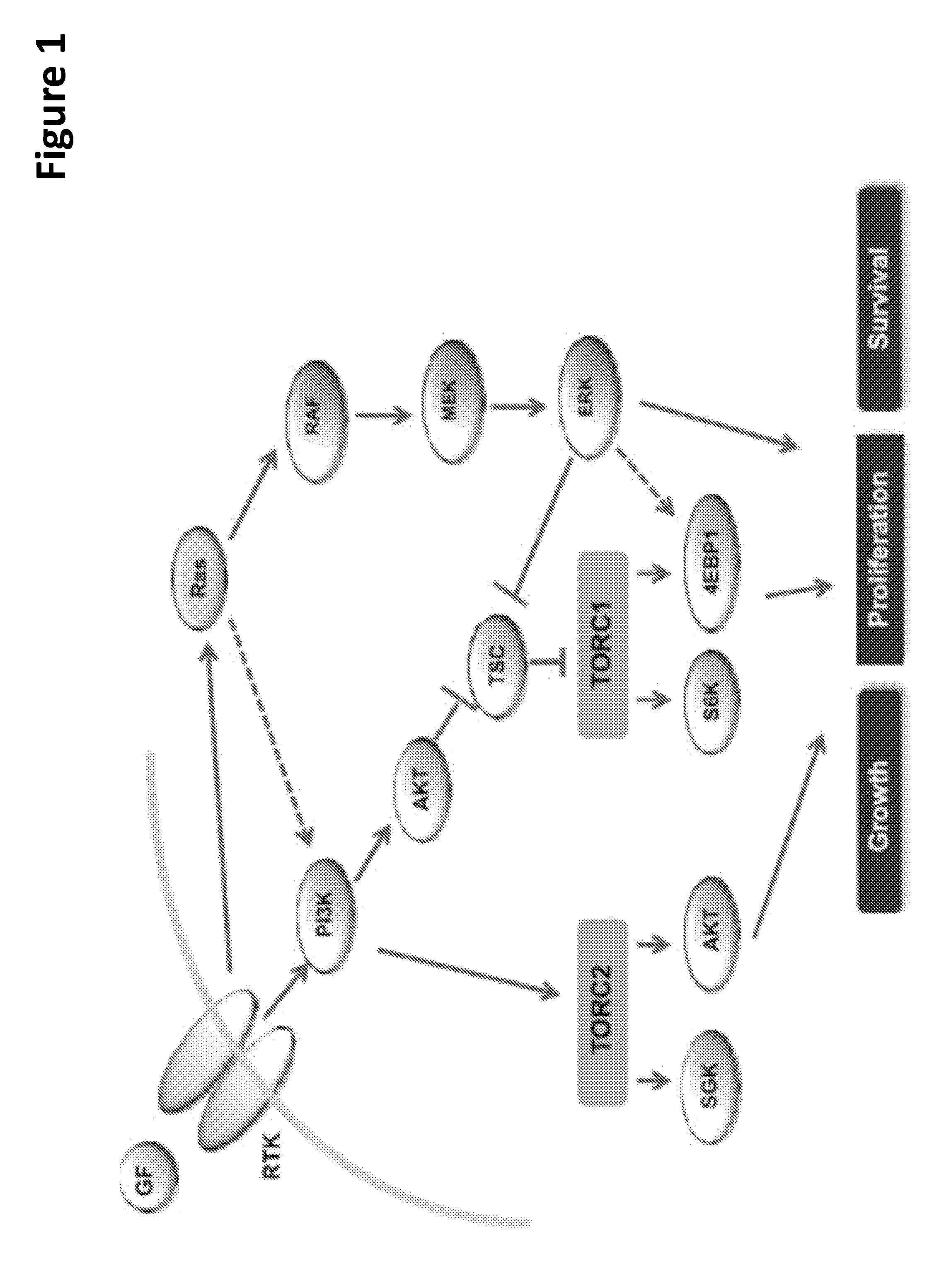 Combination of kinase inhibitors and uses thereof