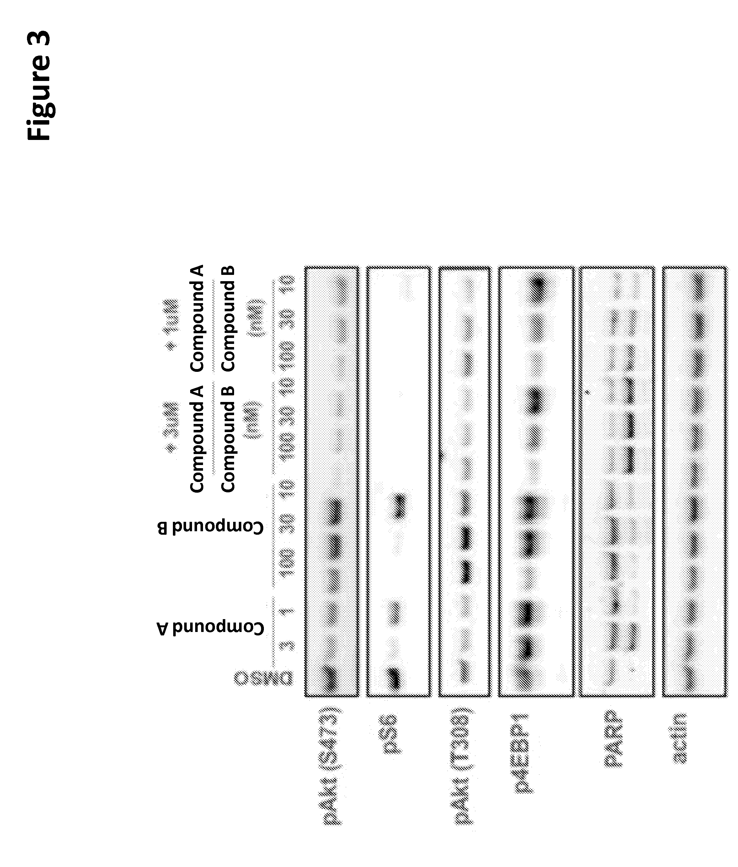 Combination of kinase inhibitors and uses thereof
