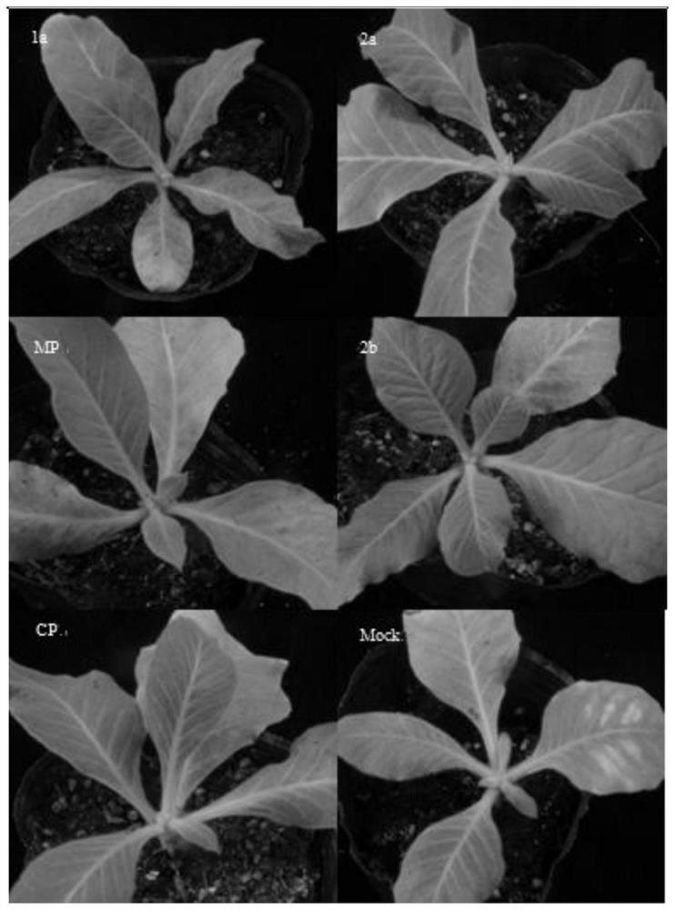 A kind of attenuated vaccine against cucumber mosaic virus, preparation method and application thereof