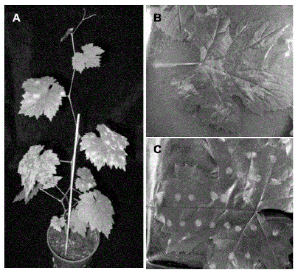 A method for rapid identification of disease resistance by using powdery mildew of grapes to inoculate detached leaves of grapes