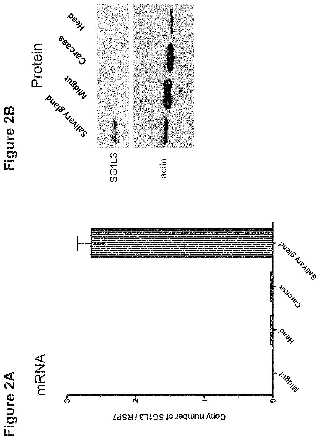 Mosquito saliva protein malaria vaccine