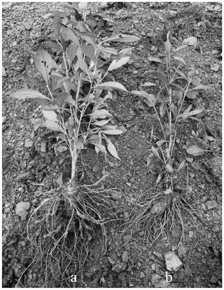 Ecological cultivation method for intercropping atractylodes macrocephala koidz and soybeans