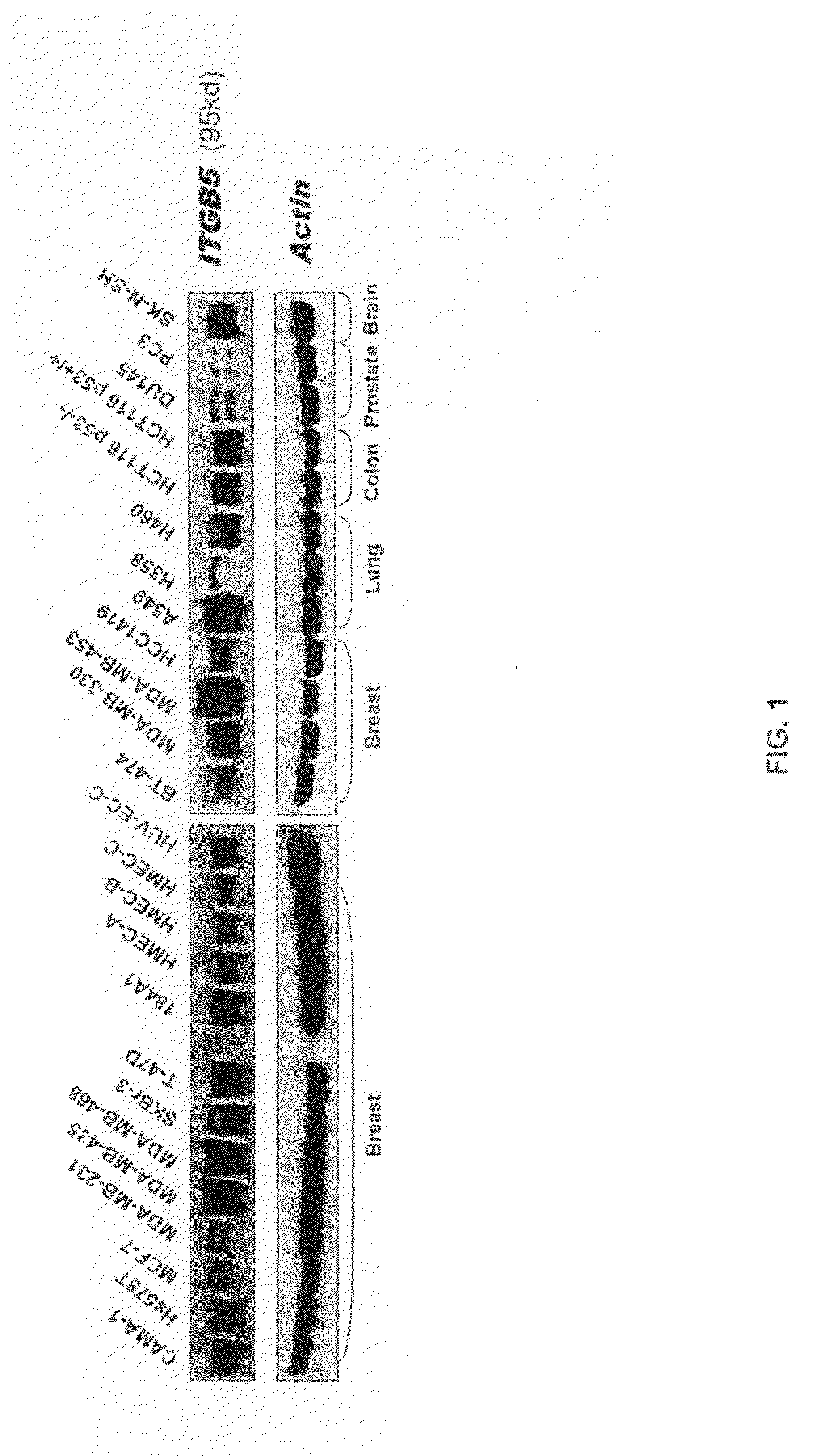 Methods of inhibiting tumor growth using beta 5 integrin antagonists