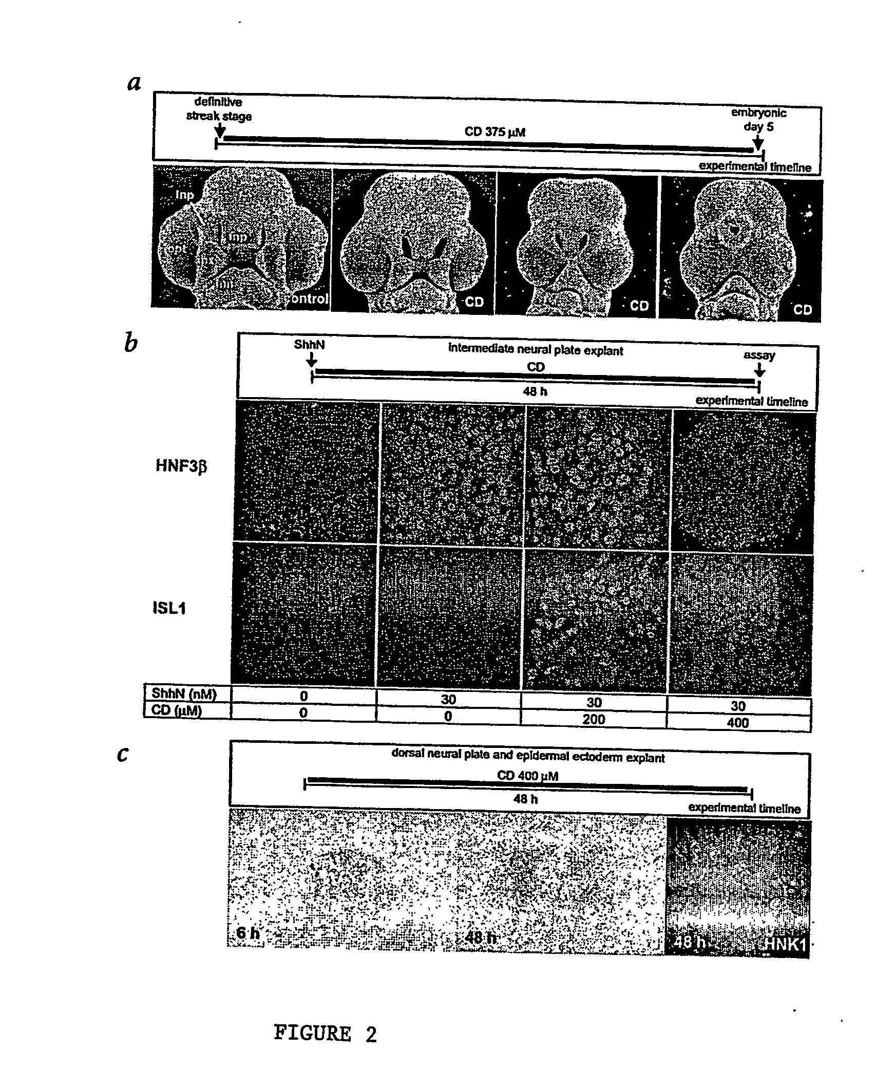Neuronal cell lineages and methods of production thereof