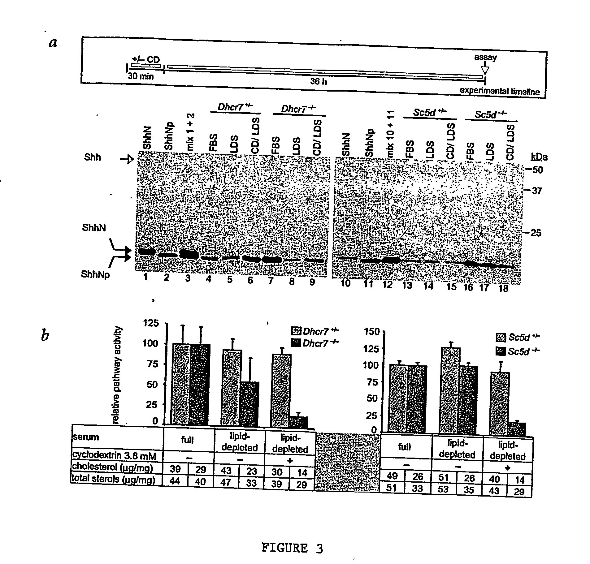 Neuronal cell lineages and methods of production thereof