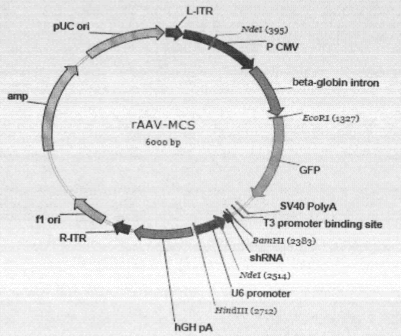 shRNA for hepatitis b virus and recombinant adeno-associated virus vector treating vector carrying same