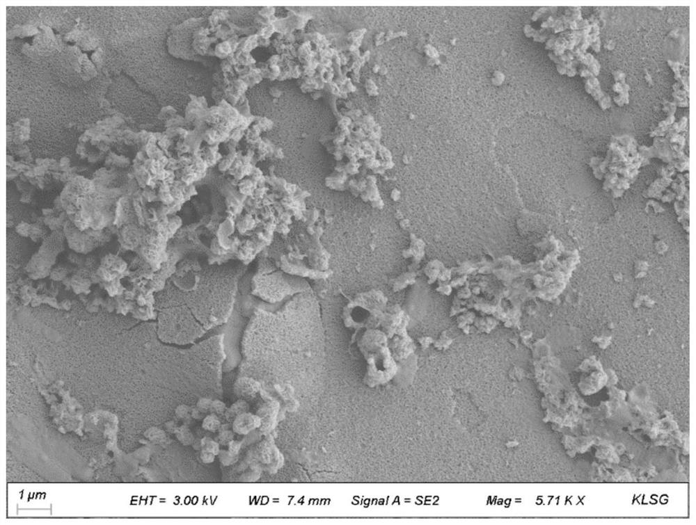 Method for sealing carbon dioxide by using basophilic algae