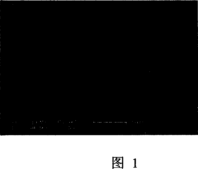 Production of de-novo hydrophobic poly-pyrrolidone film