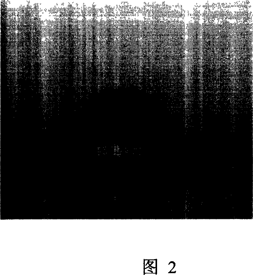 Production of de-novo hydrophobic poly-pyrrolidone film