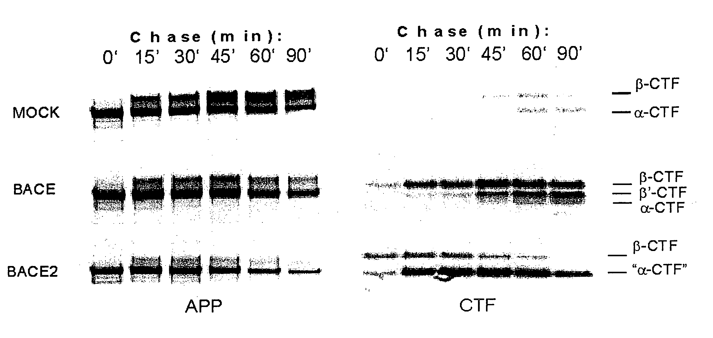 Modulation of Abeta levels by beta-secretase BACE2