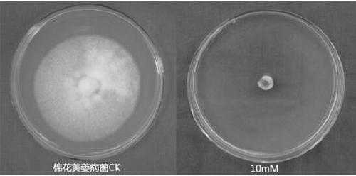 Use of 6-nitrouracil in the preparation of fungicides for preventing and treating plant diseases caused by plant pathogenic bacteria