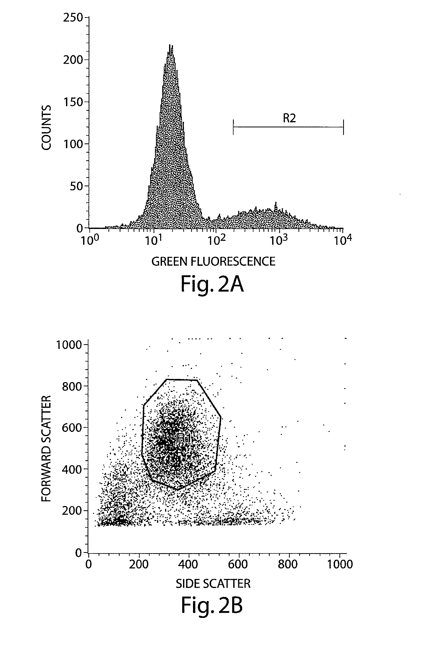 Methods and compositions relating to neuronal cell and tissue differentiation