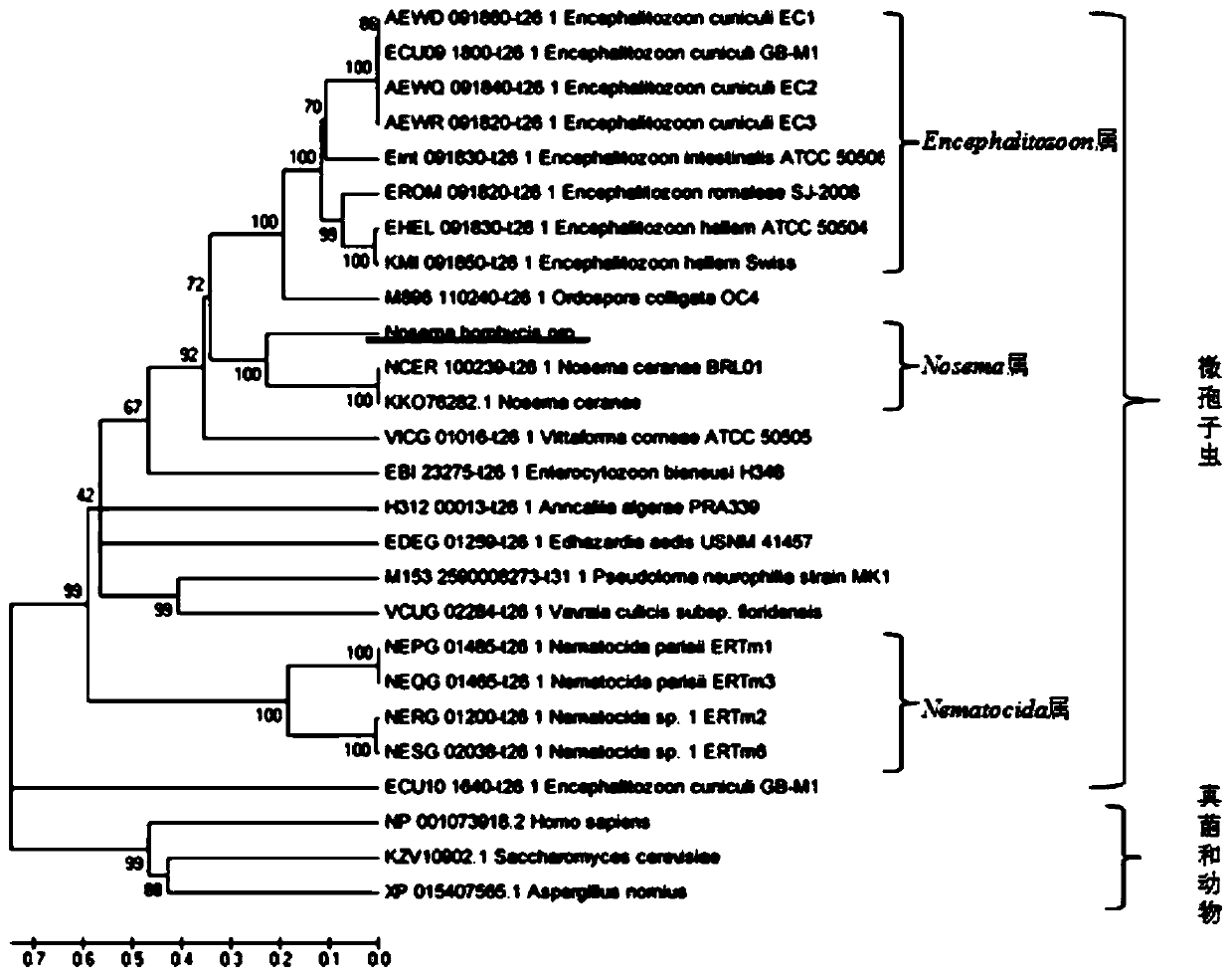Bombyx mori microsporidia dna2 gene and its application