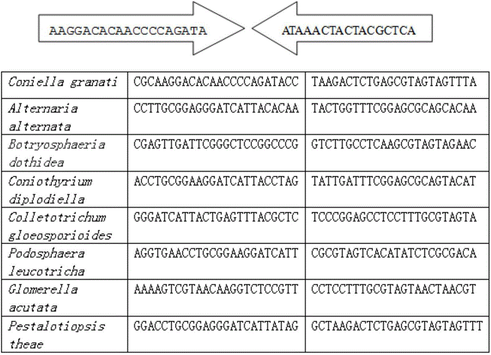 Primer for detecting pomegranate dry-rot germs and detection method for detecting pomegranate dry-rot germs by using primer