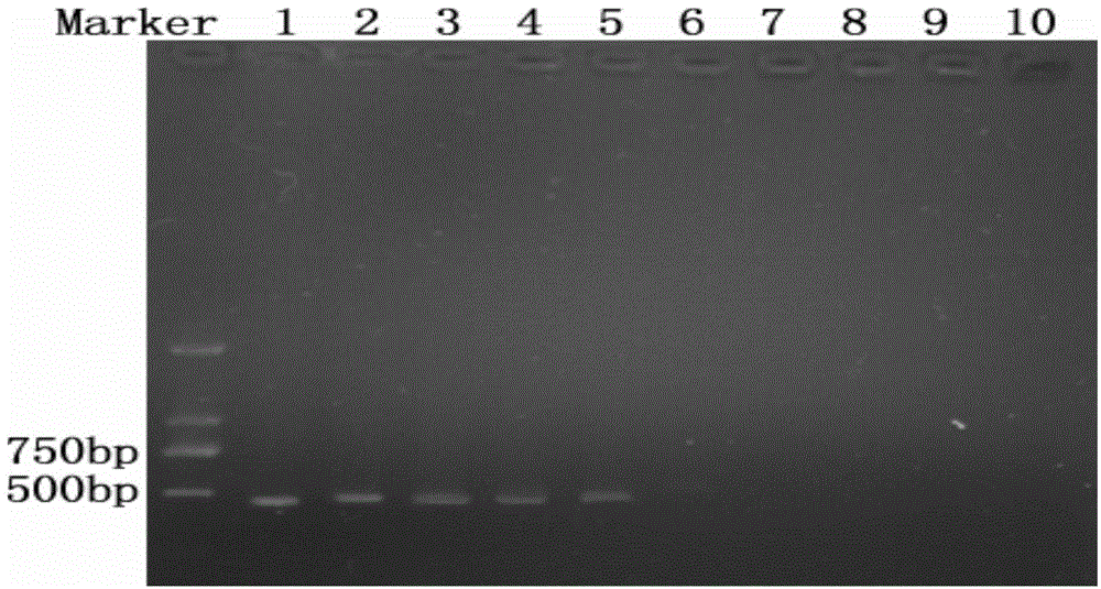 Primer for detecting pomegranate dry-rot germs and detection method for detecting pomegranate dry-rot germs by using primer