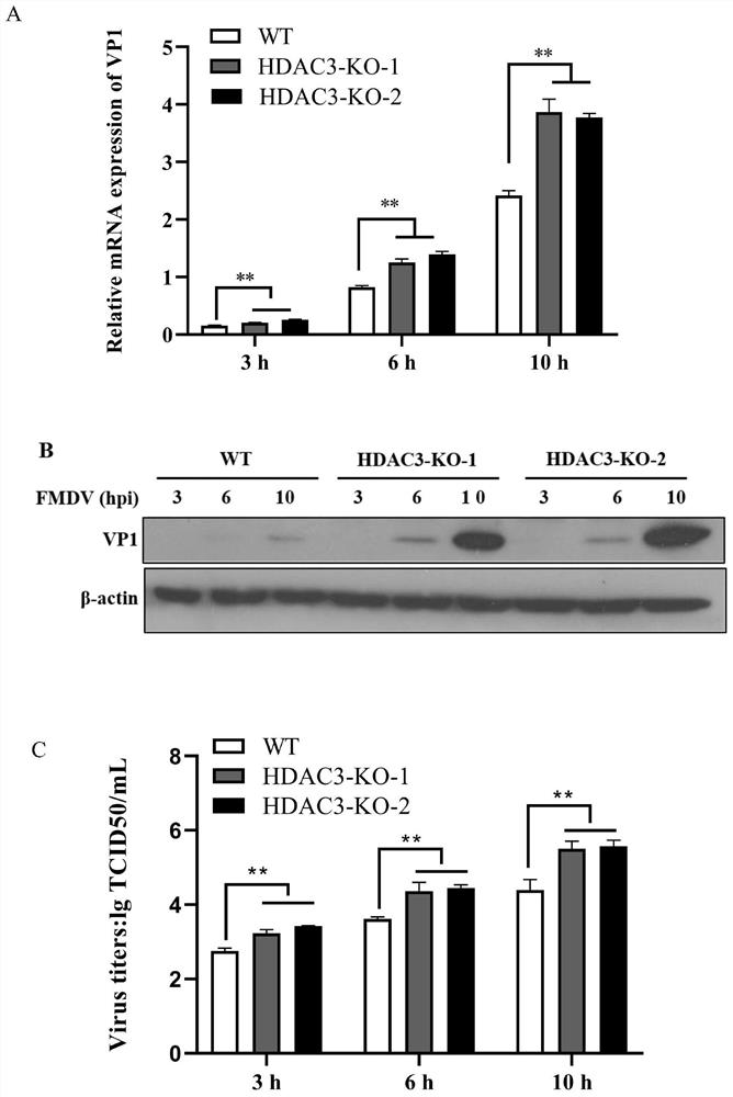 HDAC3 gene knockout BHK-21 cell line as well as construction method and application thereof
