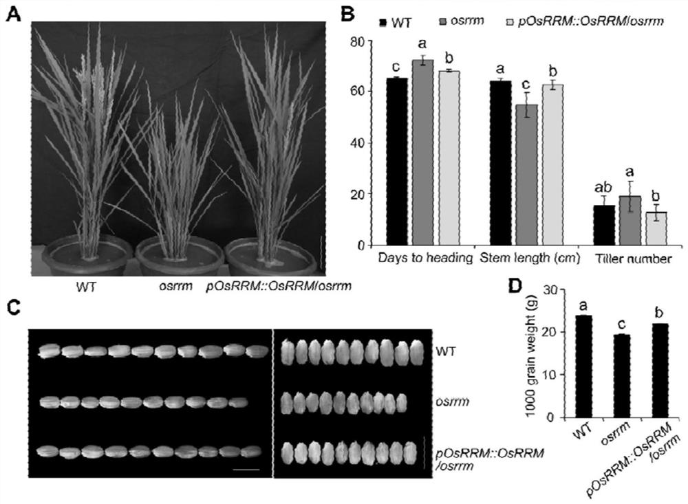 RNA binding protein OsRRM and application of RNA binding protein OsRRM in regulation and control of sugar transport in rice