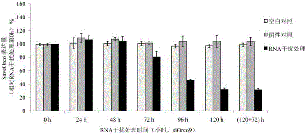 siRNA designed based on conservative sequence of olfactory receptor SaveOrco of sitobion avenae and application thereof