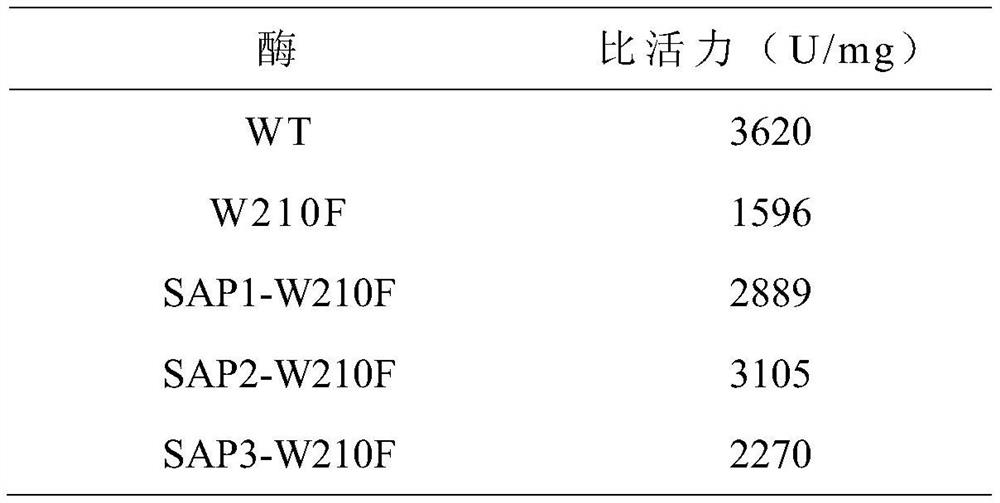 A kind of strain producing maltogenic amylase