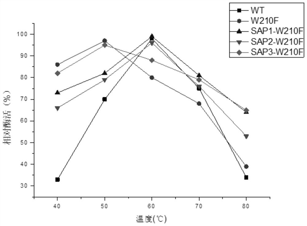 A kind of strain producing maltogenic amylase