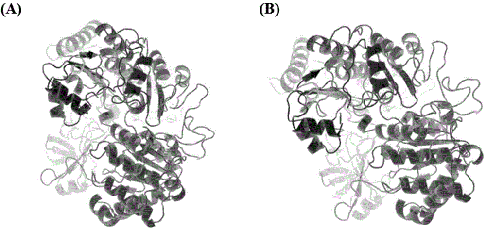 Engineering bacteria based on nitrate reductase and implementation method of engineering bacteria