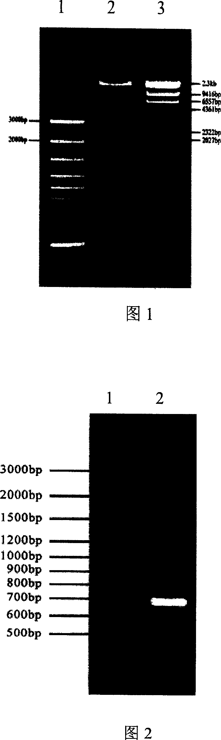 Gene of encoded photosensitive chromoprotein for preventing and controlling crop disease