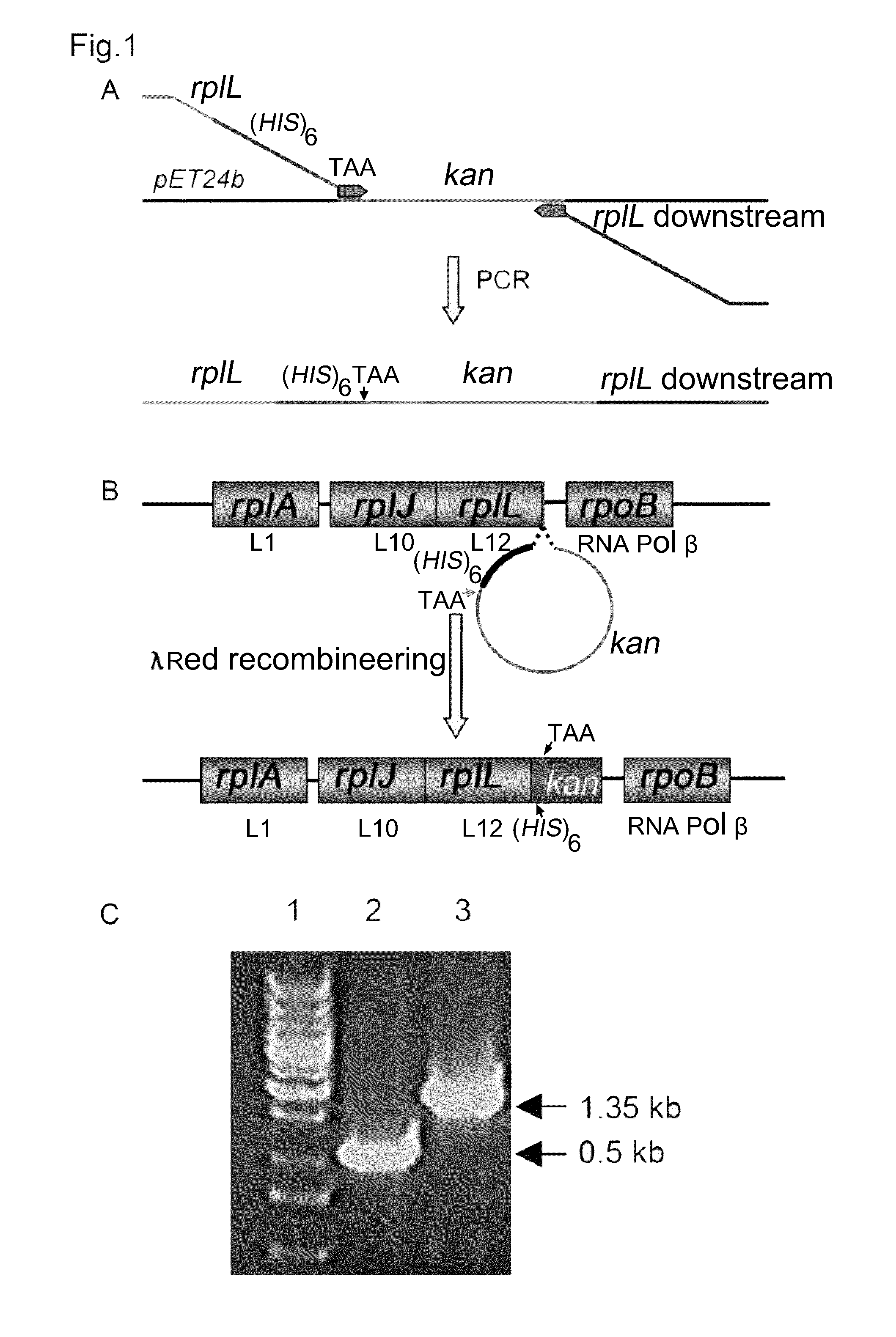 Method for production and purification of macromolecular complexes