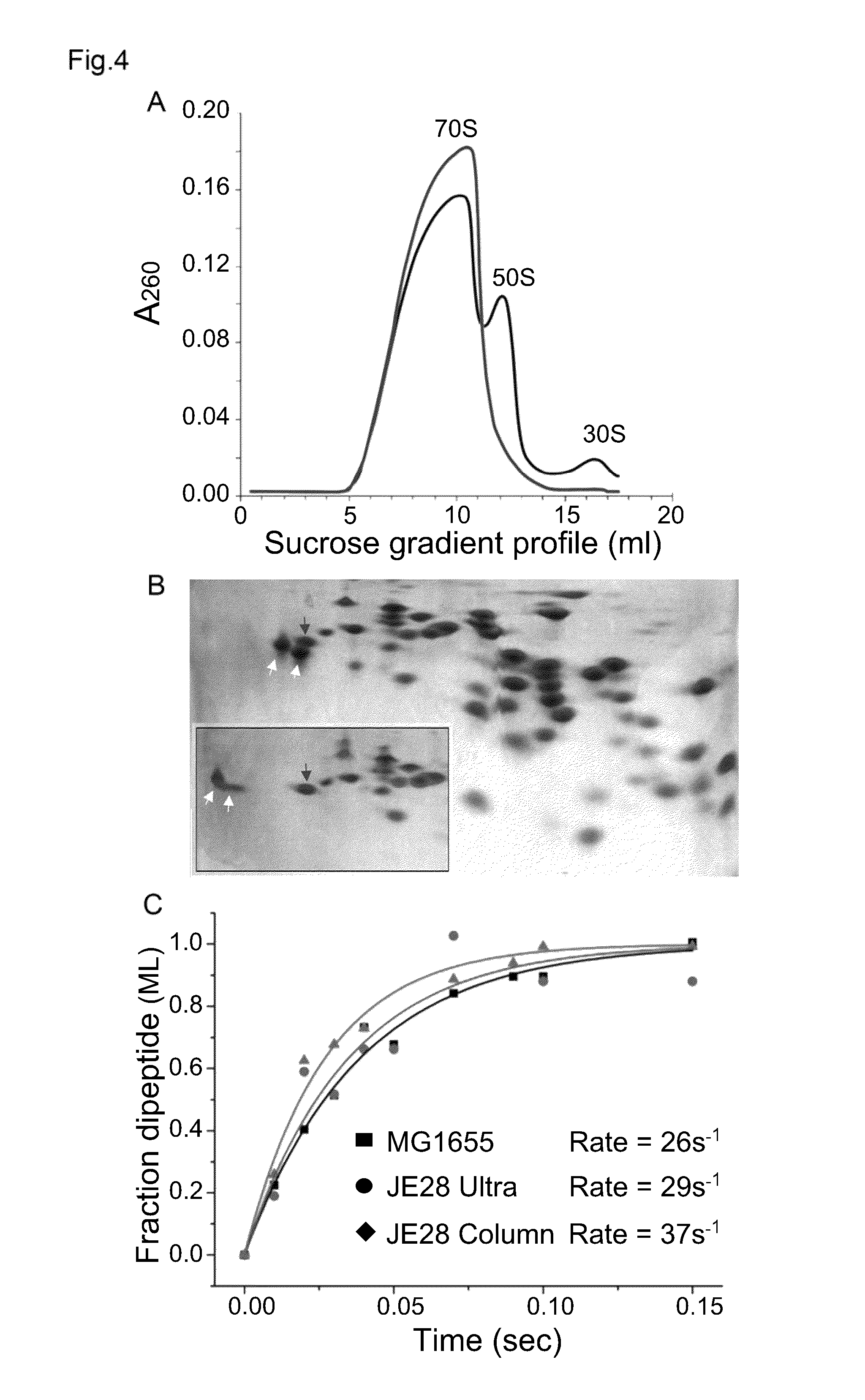 Method for production and purification of macromolecular complexes