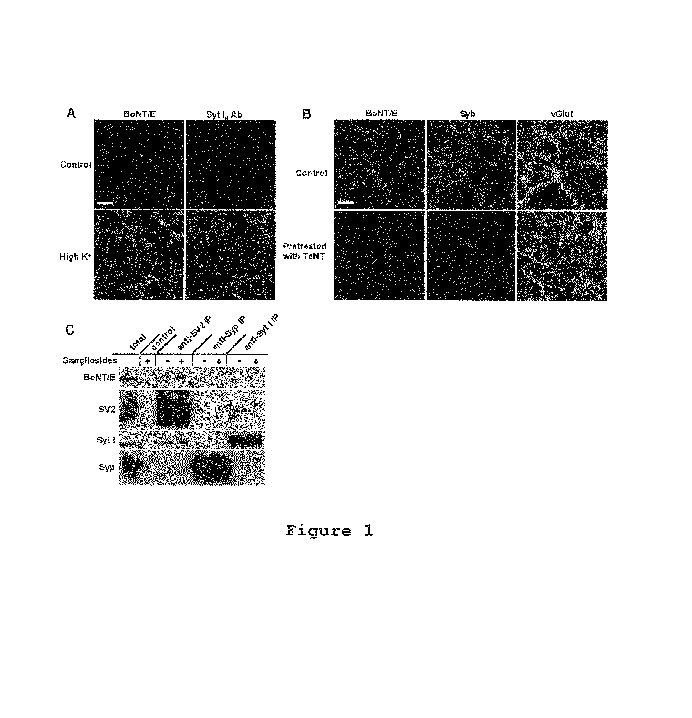 Botulinum neurotoxin E receptors and uses thereof