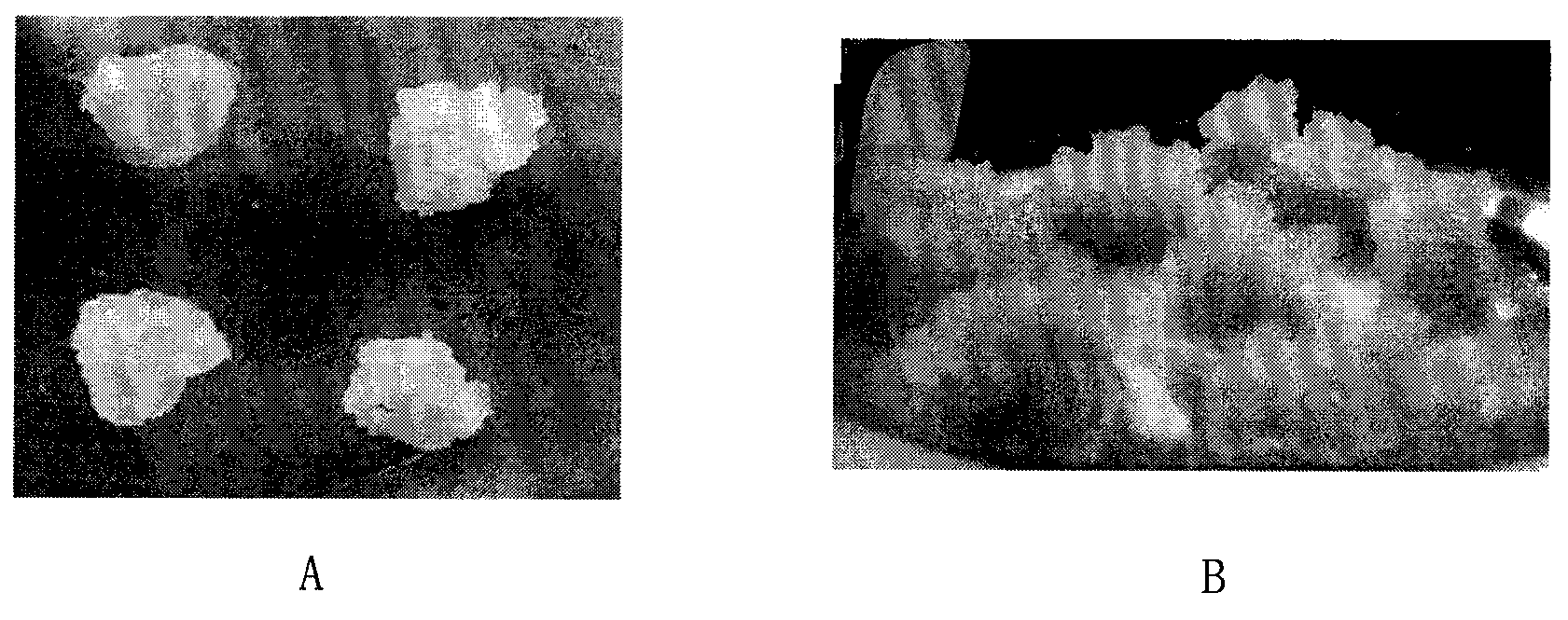 Succeeding preservation method for embryogenic callus of China fir and subculture medium used therein