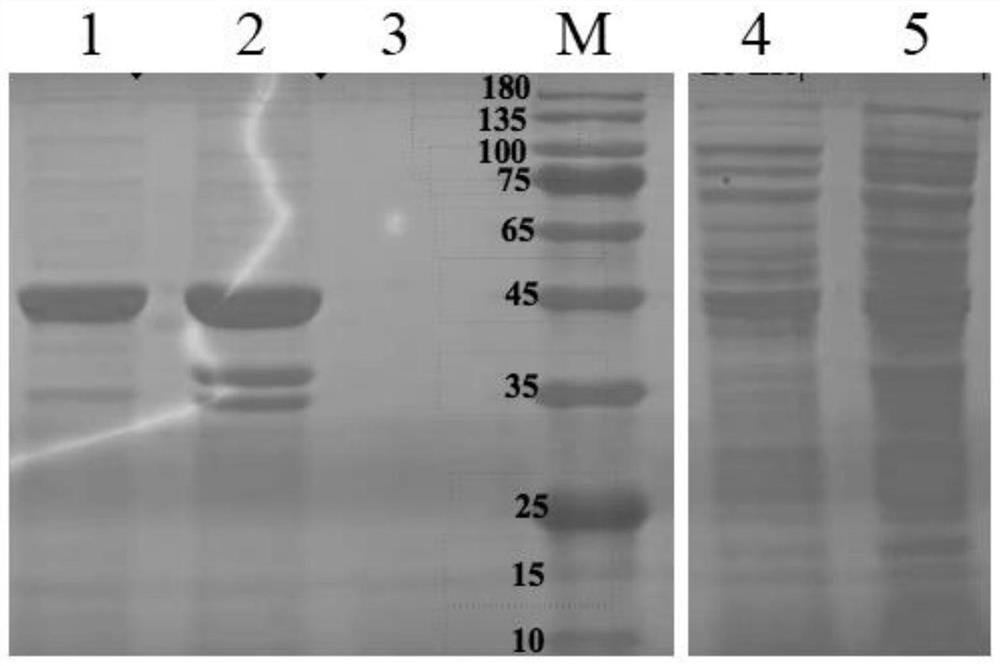 Recombinant amide hydrolase gene and application thereof