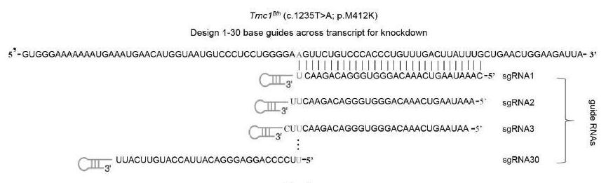CRISPR/CasRx-based gene editing method and application thereof