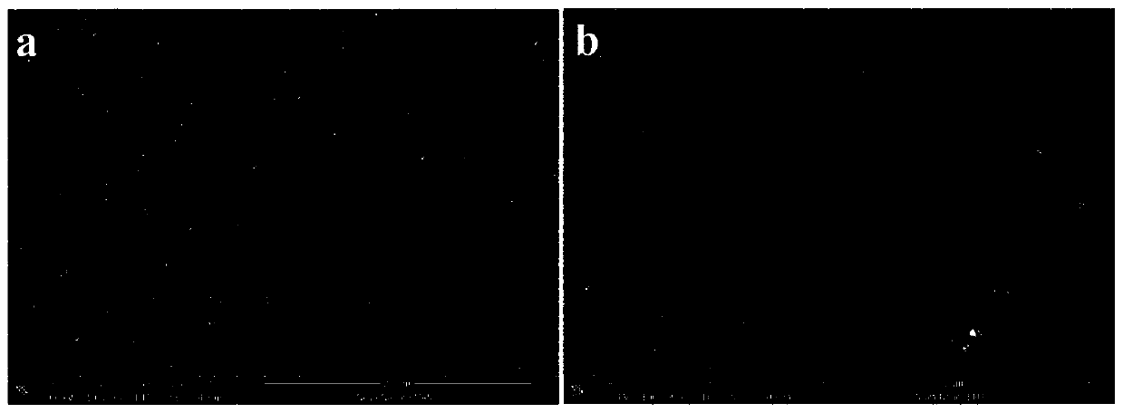 Preparation method of highly stable hydrophilic coating for surface of medical device