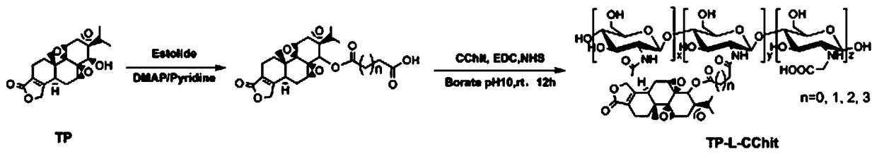 Preparation method and application of triptolide-carboxylation chitosan coupling drug