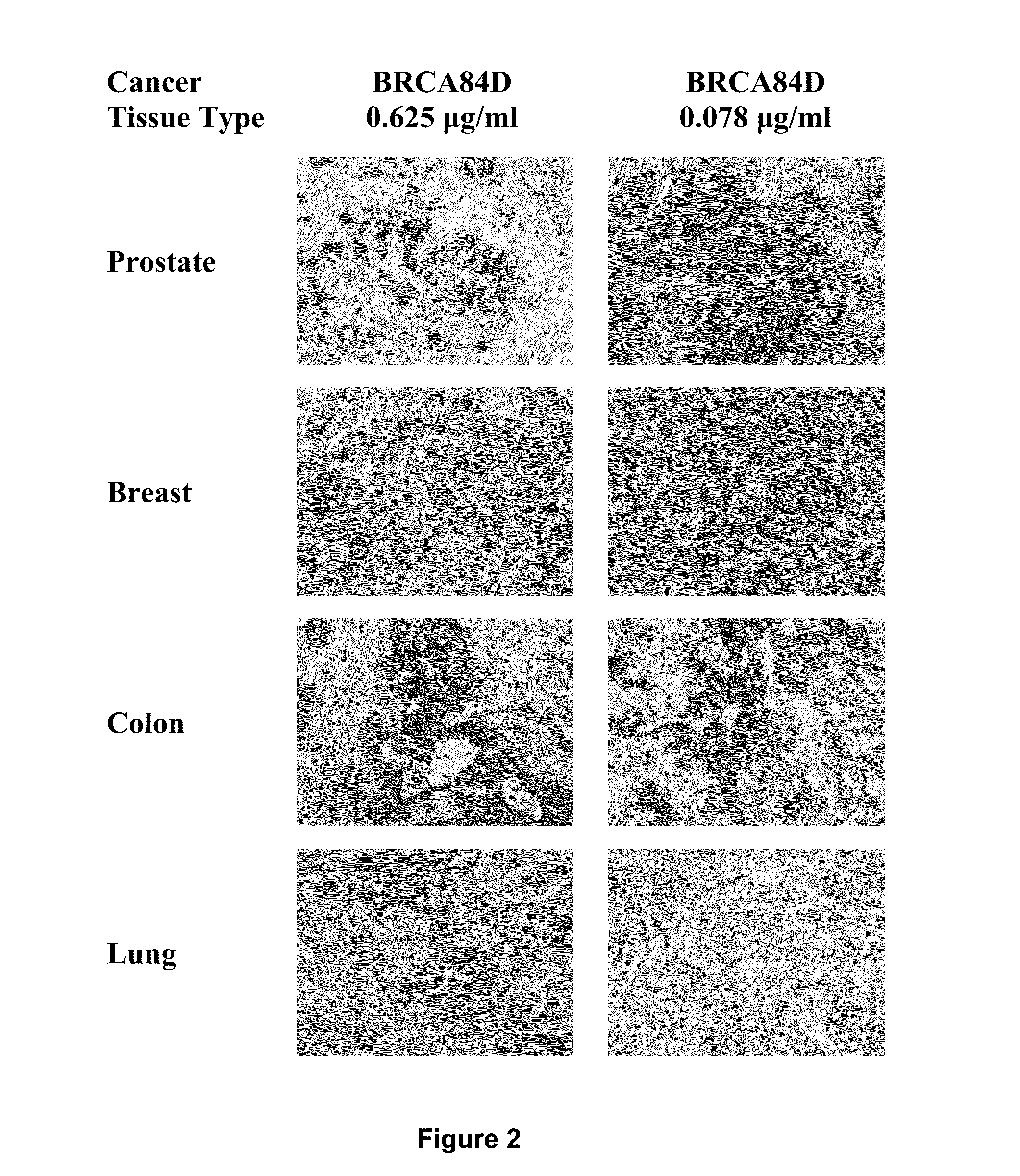 Antibodies Reactive with B7-H3, Immunologically Active Fragments Thereof and Uses Thereof