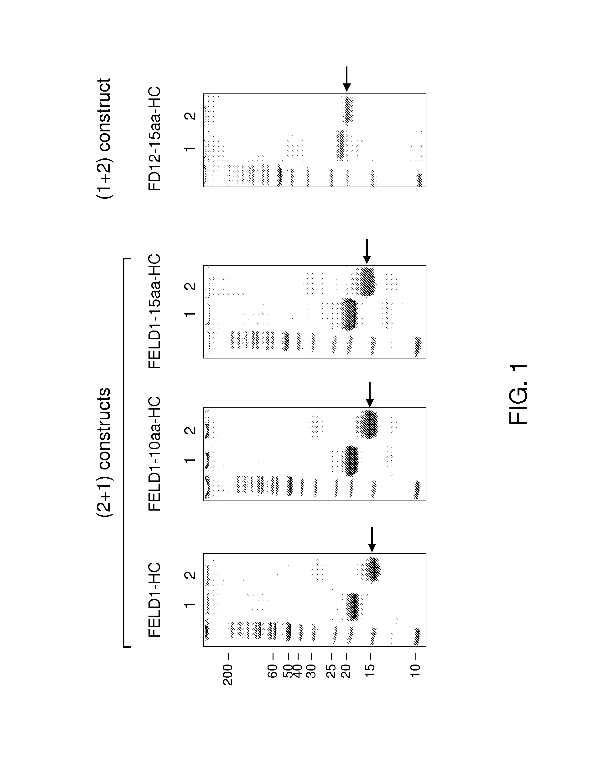 CAT allergen conjugates and uses thereof