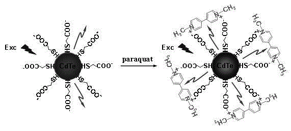 Chemical preparation method for CdTe quantum dot fluorescent probe for detecting trace amount of paraquat