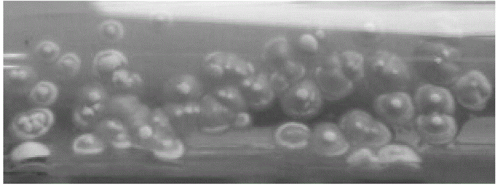 Basophilic streptomyce, neutral endoglucanase produced by basophilic streptomyce and application of basophilic streptomyce