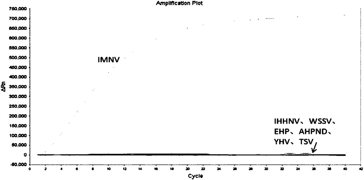 RAA constant temperature fluorescence detection method and reagent for infectious myonecrosis virus (IMNV)