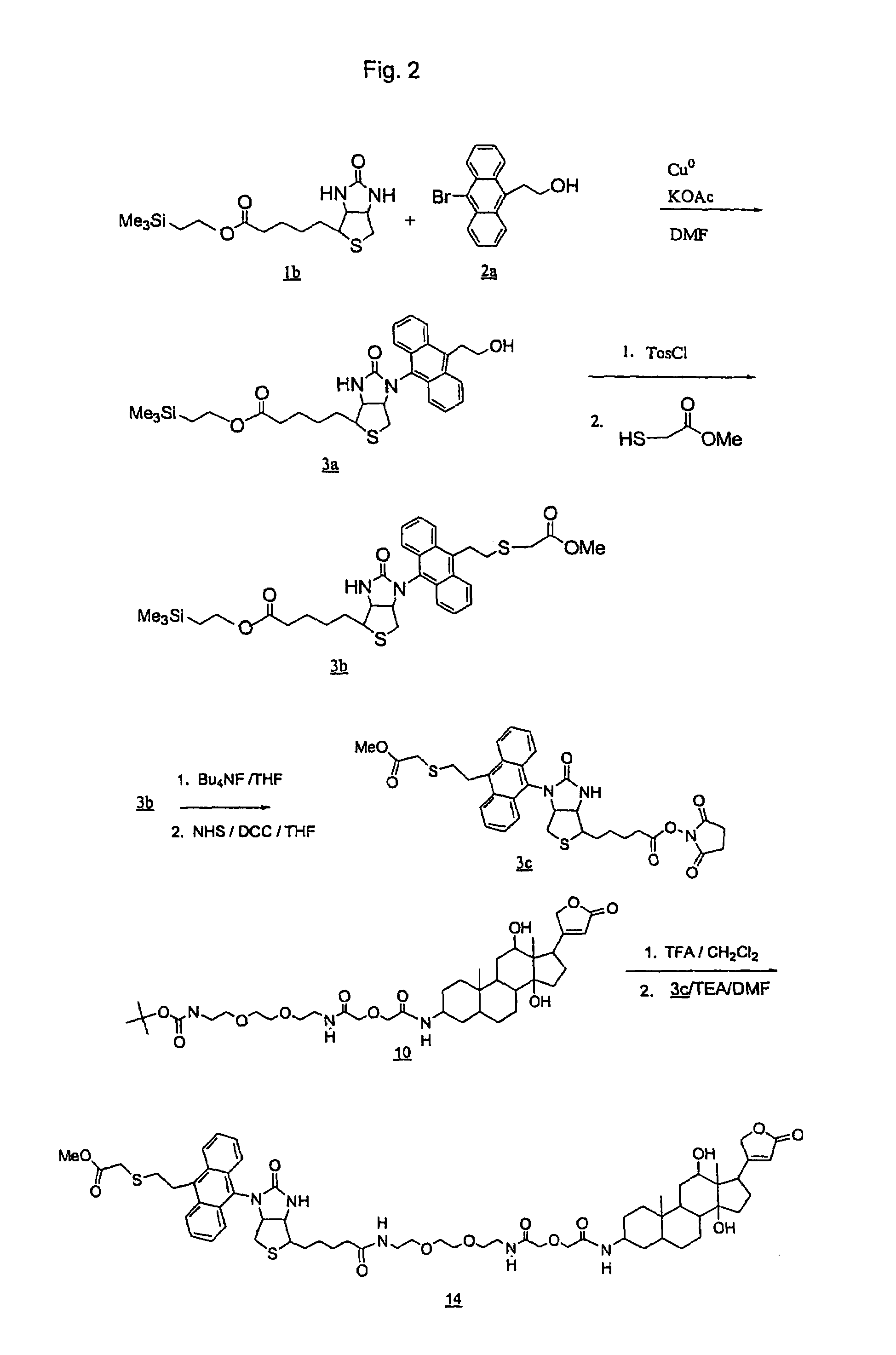 Amplified signal in binding assays