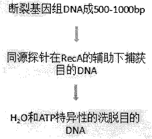 Capturing method of specific target RecA (Right External Carotid Artery) mediated DNA (Deoxyribose Nucleic Acid) fragments