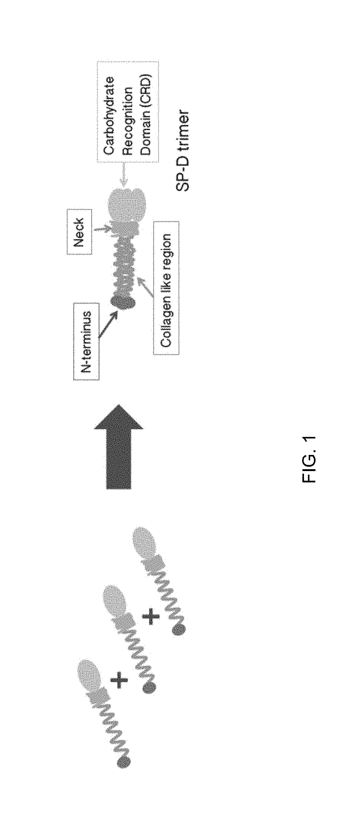 Methods, compositions and cells for preparing surfactant protein d (sp-d)