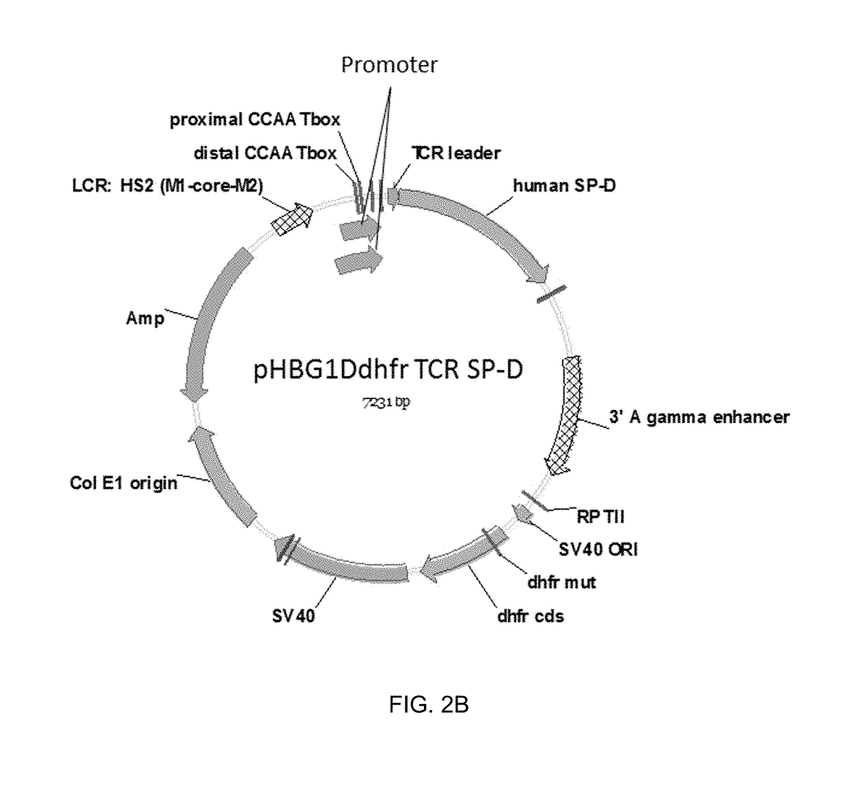 Methods, compositions and cells for preparing surfactant protein d (sp-d)