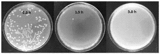2-aminobenzimidazole sterilization microsphere, and synthetic method and application thereof