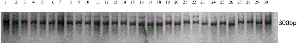 Method for monitoring Siniperca chuatsi germplasms by virtue of microsatellite genetic markers