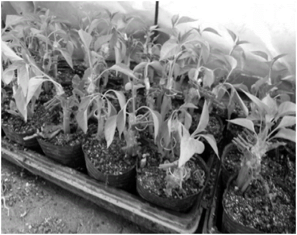 Method for improving grafting survival rate of potato and pepper
